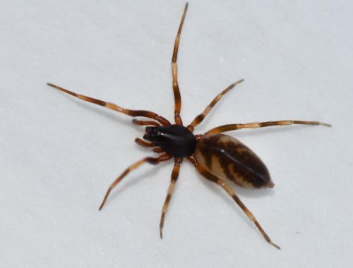 Harpactea hombergi